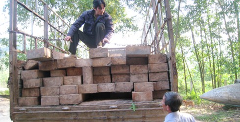 Quảng Ngãi: Bắt xe tải chở trái phép hơn 9m 3 gỗ quý hiếm