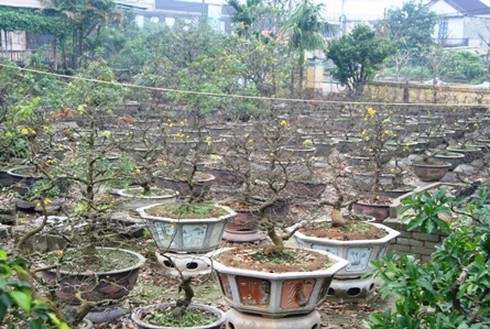 Người trồng mai “đánh bạc” với thời tiết!