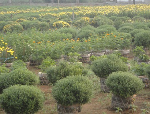 An Giang lo mất mùa hoa, kiểng Tết