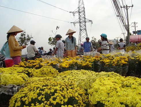 An Giang lo mất mùa hoa, kiểng Tết