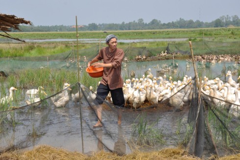 Hoài Linh chăn vịt và `huấn luyện` đỉa