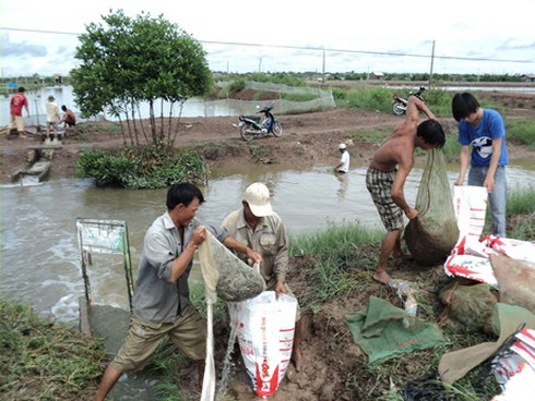 Trà Vinh: Ăn Tết lớn nhờ... tôm sú