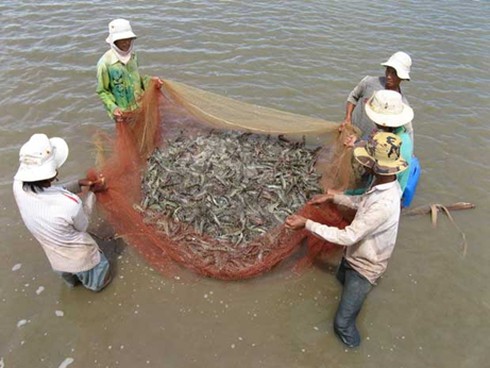 Trà Vinh: Ăn Tết lớn nhờ... tôm sú