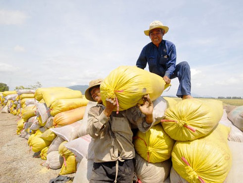 Sản xuất lúa thắng lớn