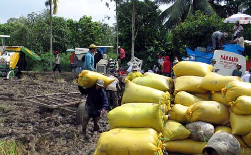 Sản xuất lúa thắng lớn