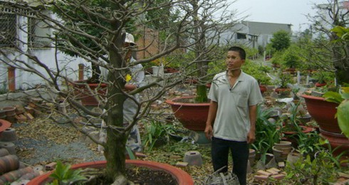 `Đánh bạc` với nghề dưỡng mai Tết