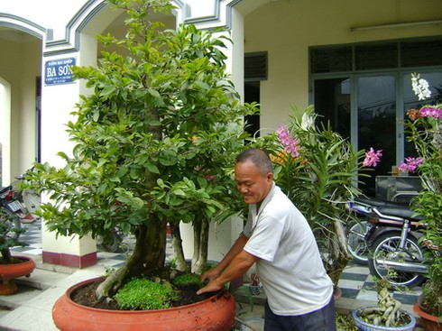 `Đánh bạc` với nghề dưỡng mai Tết