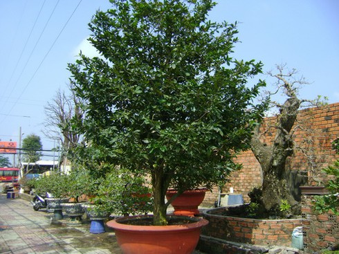 `Đánh bạc` với nghề dưỡng mai Tết