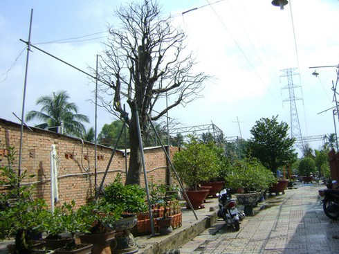 `Đánh bạc` với nghề dưỡng mai Tết