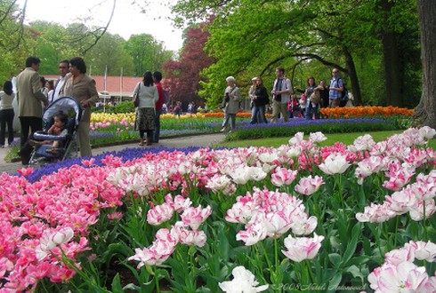 Những lễ hội hoa hút khách nhất thế giới