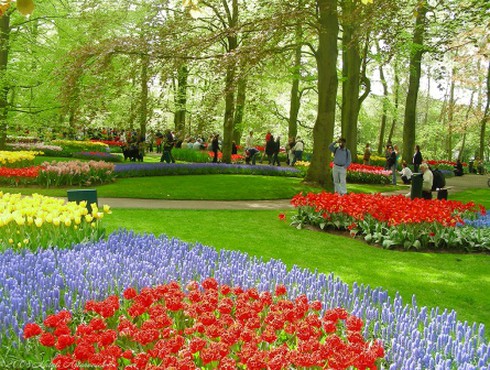 Những lễ hội hoa hút khách nhất thế giới