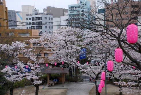 Những lễ hội hoa hút khách nhất thế giới