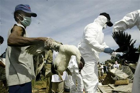 Indonesia: Thêm một nạn nhân tử vong vì cúm H5N1