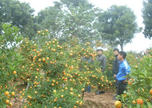 Thị trường hoa Tết: Quất sôi động, đào đìu hiu