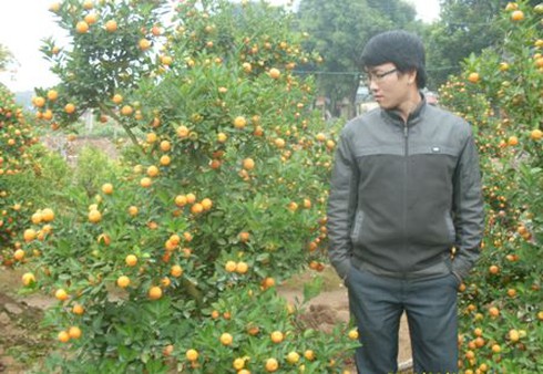Thị trường hoa Tết: Quất sôi động, đào đìu hiu