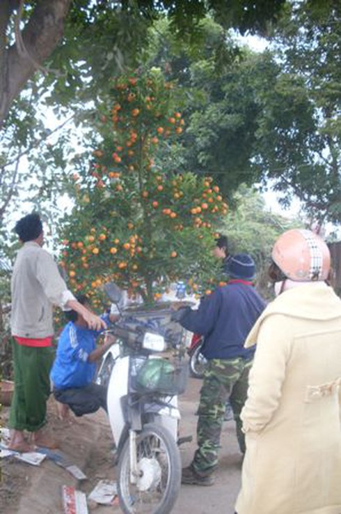 Thị trường hoa Tết: Quất sôi động, đào đìu hiu