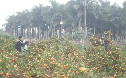 Thị trường hoa Tết: Quất sôi động, đào đìu hiu