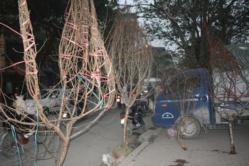 Thuê vỉa hè 1 triệu/ngày bán hoa Tết