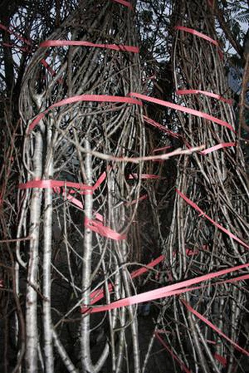 Thuê vỉa hè 1 triệu/ngày bán hoa Tết