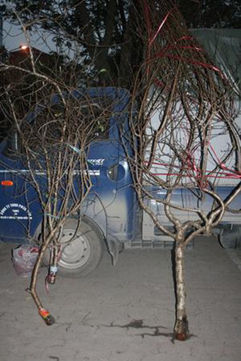 Thuê vỉa hè 1 triệu/ngày bán hoa Tết