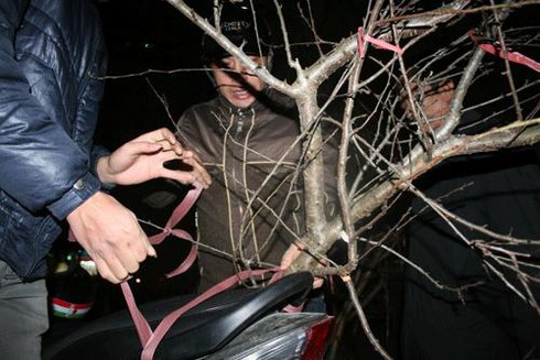 Thuê vỉa hè 1 triệu/ngày bán hoa Tết