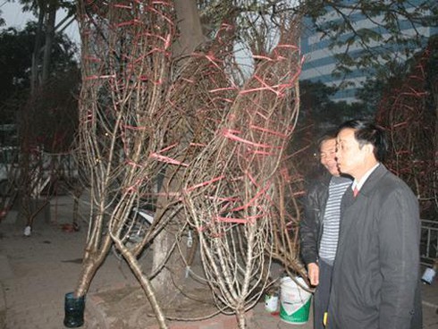 Thuê vỉa hè 1 triệu/ngày bán hoa Tết