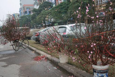 Thuê vỉa hè 1 triệu/ngày bán hoa Tết