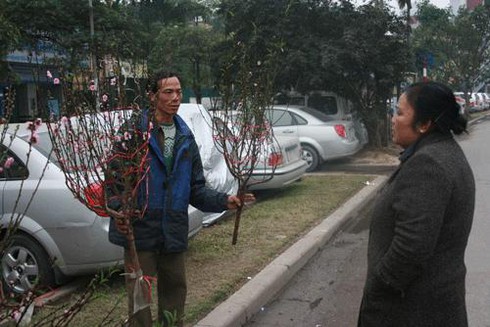 Thuê vỉa hè 1 triệu/ngày bán hoa Tết