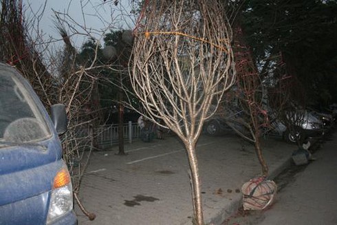 Thuê vỉa hè 1 triệu/ngày bán hoa Tết