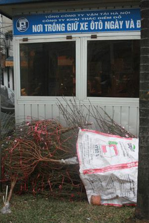 Thuê vỉa hè 1 triệu/ngày bán hoa Tết