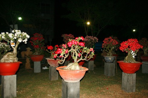 Hội hoa xuân “hoa đồng cỏ nội”