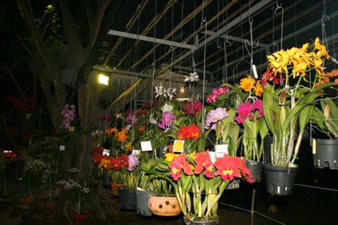 Hội hoa xuân “hoa đồng cỏ nội”