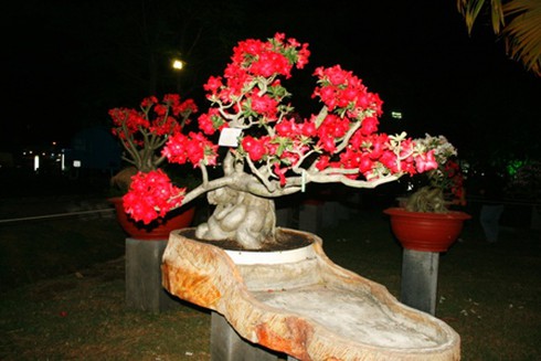 Hội hoa xuân “hoa đồng cỏ nội”