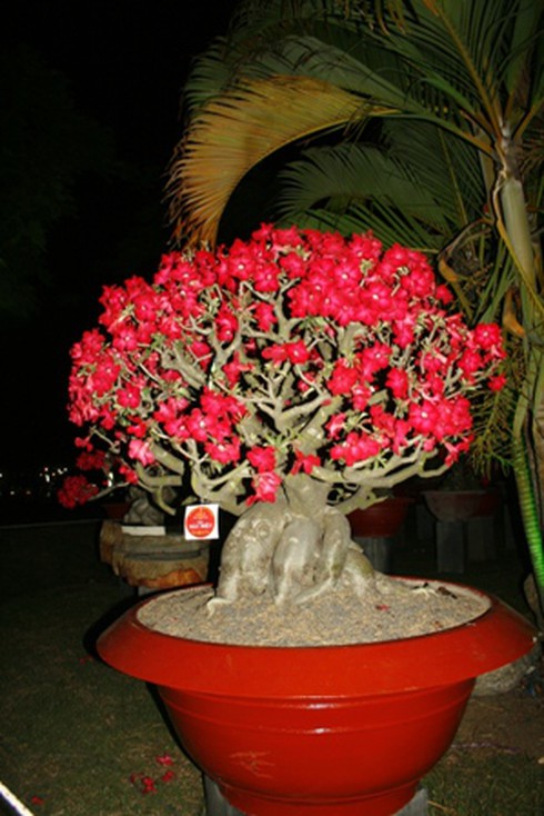 Hội hoa xuân “hoa đồng cỏ nội”