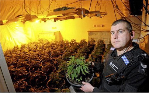 Hai người Việt bị bắt tại chỗ trong sào huyệt trồng cần sa ở Anh
