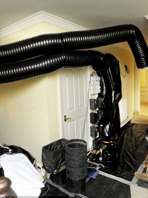 Hai người Việt bị bắt tại chỗ trong sào huyệt trồng cần sa ở Anh