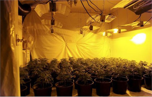 Hai người Việt bị bắt tại chỗ trong sào huyệt trồng cần sa ở Anh