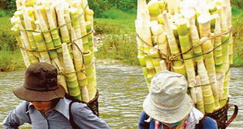 Măng với người Việt