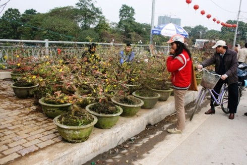 Hoa cảnh giá bằng một nửa năm ngoái vẫn ế