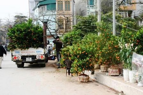 Hoa cảnh giá bằng một nửa năm ngoái vẫn ế