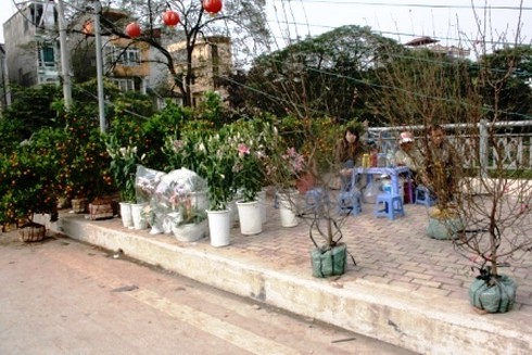 Hoa cảnh giá bằng một nửa năm ngoái vẫn ế