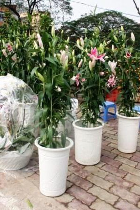 Hoa cảnh giá bằng một nửa năm ngoái vẫn ế