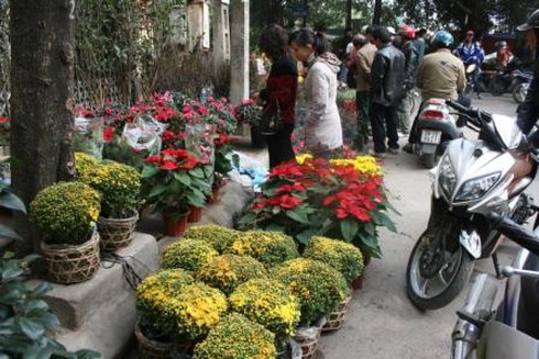 Hoa cảnh giá bằng một nửa năm ngoái vẫn ế