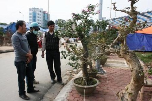 Hoa cảnh giá bằng một nửa năm ngoái vẫn ế