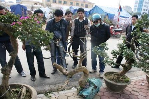 Hoa cảnh giá bằng một nửa năm ngoái vẫn ế