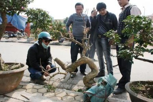 Hoa cảnh giá bằng một nửa năm ngoái vẫn ế