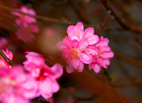 Đào Nhật Tân, bưởi Diễn khoe sắc dưới nắng Sài Gòn