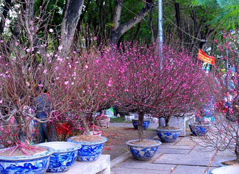 Đào Nhật Tân, bưởi Diễn khoe sắc dưới nắng Sài Gòn