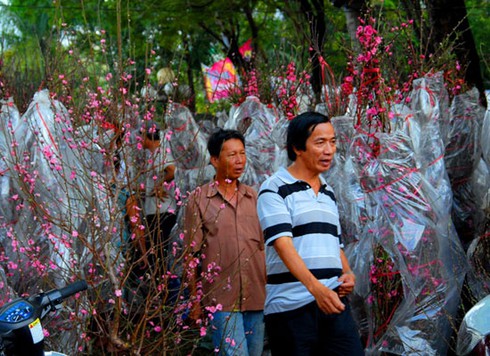 Đào Nhật Tân, bưởi Diễn khoe sắc dưới nắng Sài Gòn