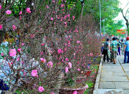 Đào Nhật Tân, bưởi Diễn khoe sắc dưới nắng Sài Gòn